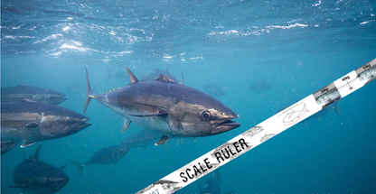 Fish Art Scale Rulers