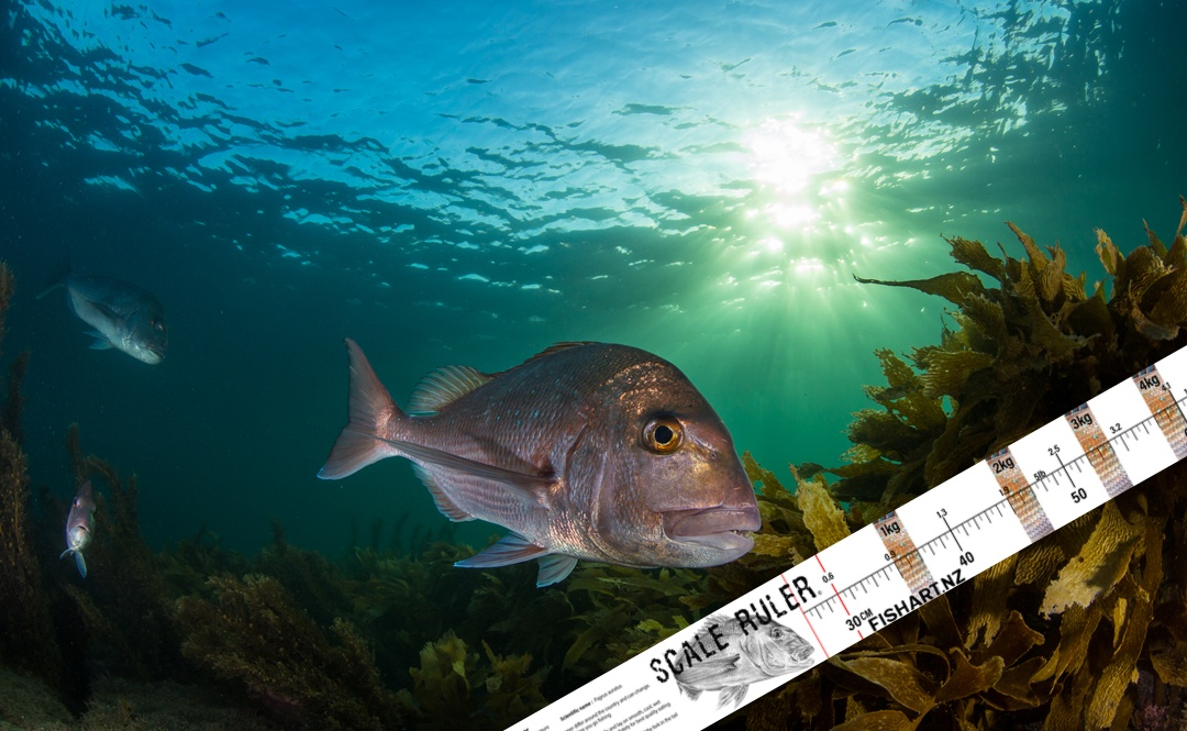 Fish Art Scale Rulers