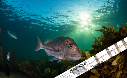 Fish Art Scale Rulers