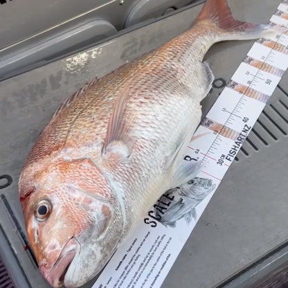 Fish Art Scale Rulers