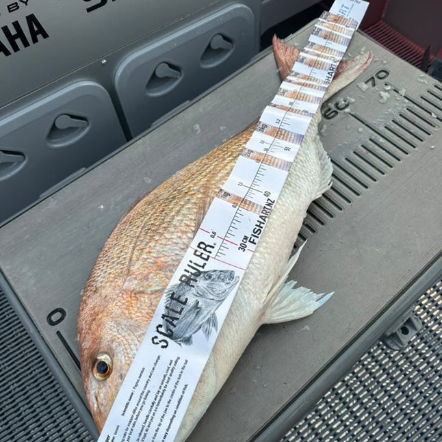 Fish Art Scale Rulers
