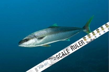 Fish Art Scale Rulers